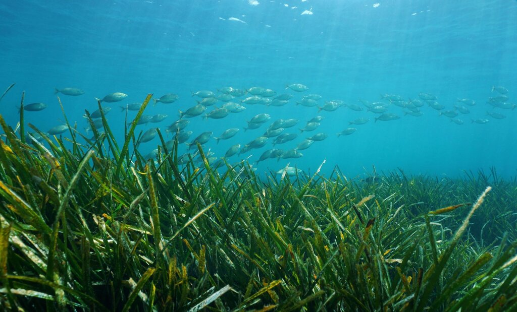 26. Posidonia Oceanica Alta