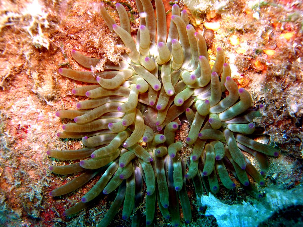 Anemone Grasso