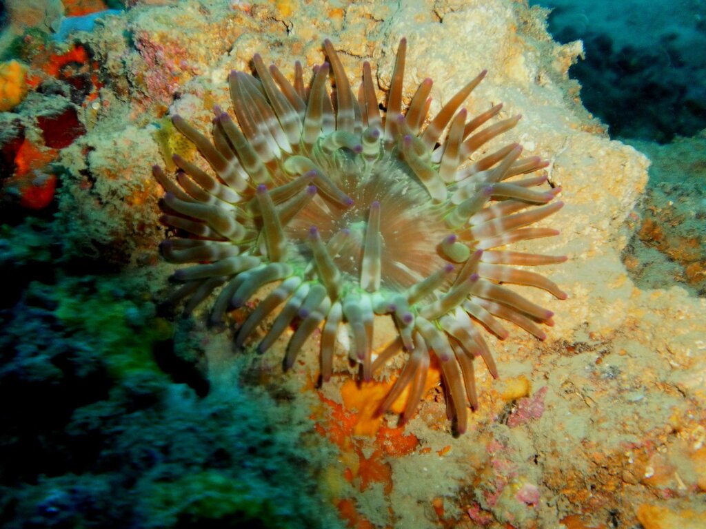 Anemone Piatto