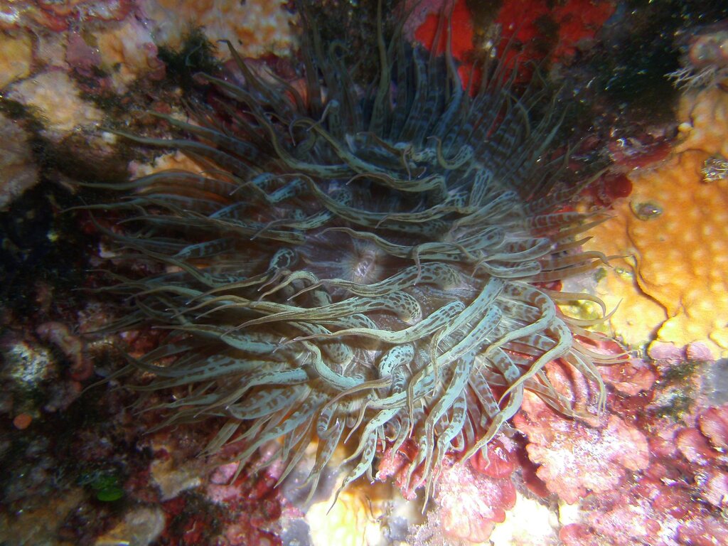 Anemone Striato