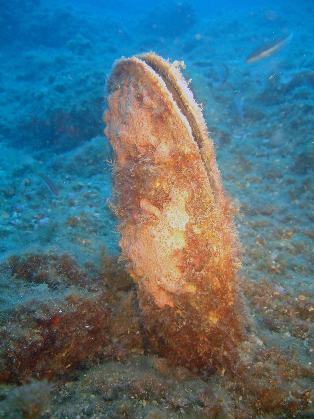 Pinna Nobilis