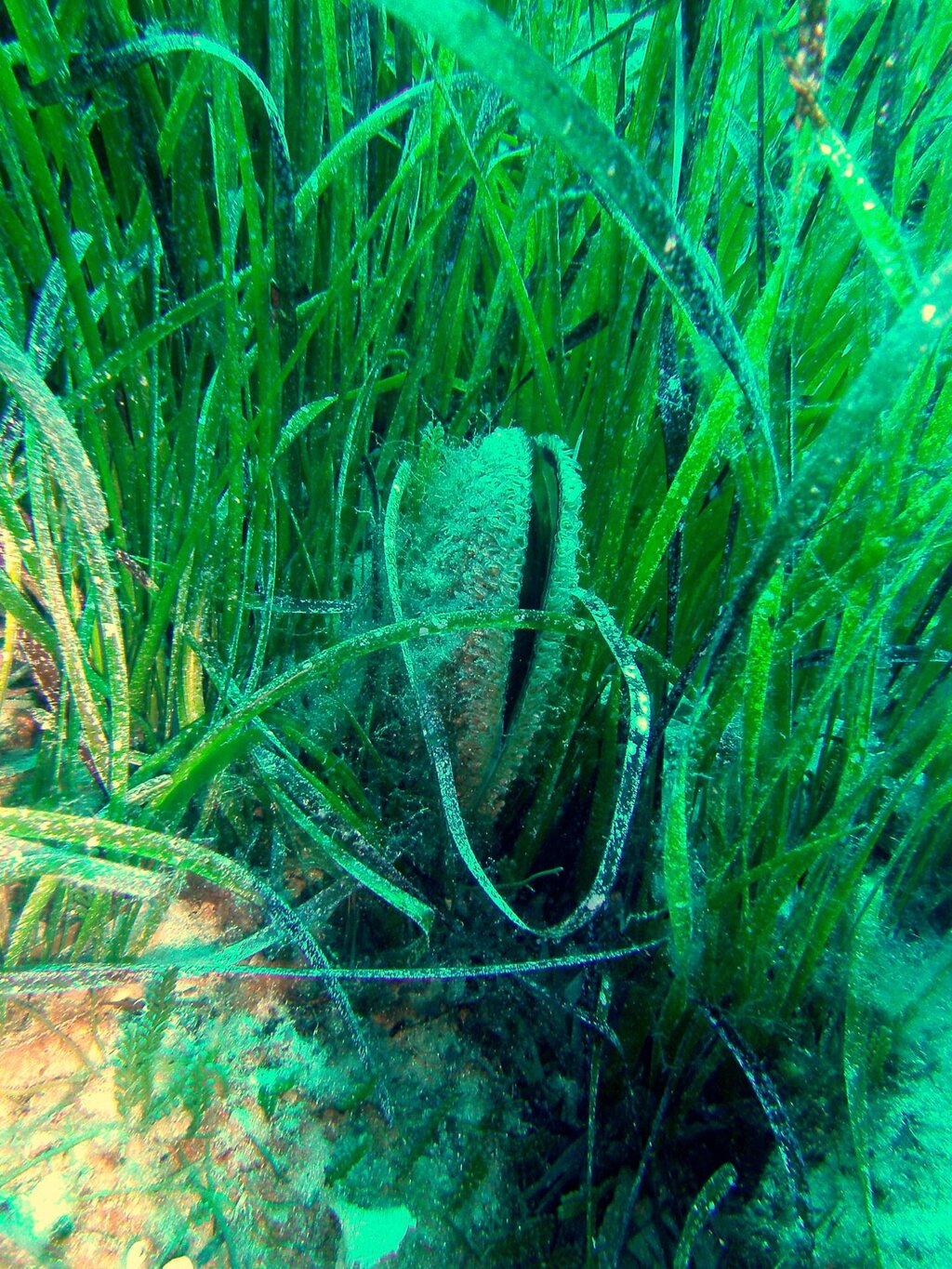 Pinnanobilis Con Posidonia