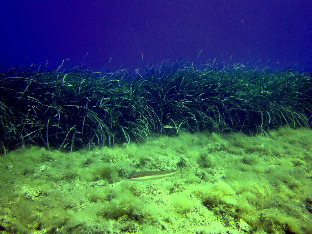 Posidonia Banco