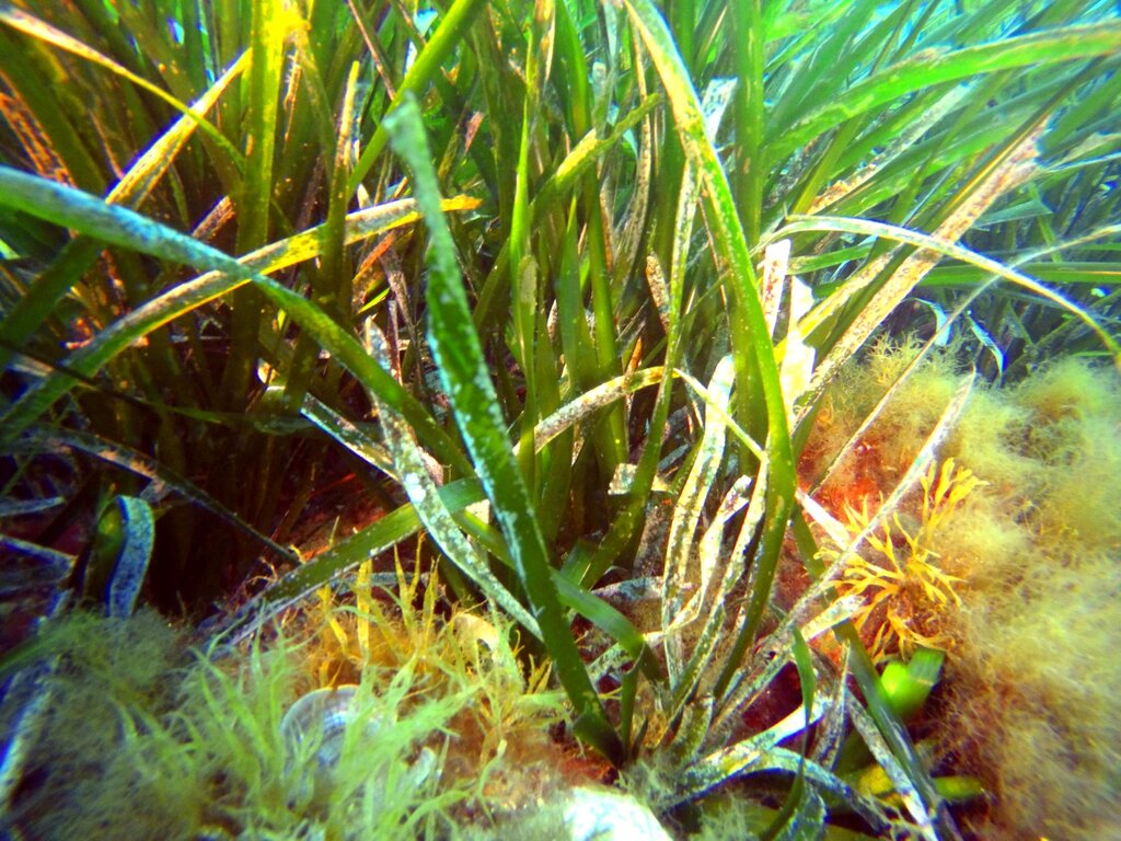 Posidonia Da Vicino