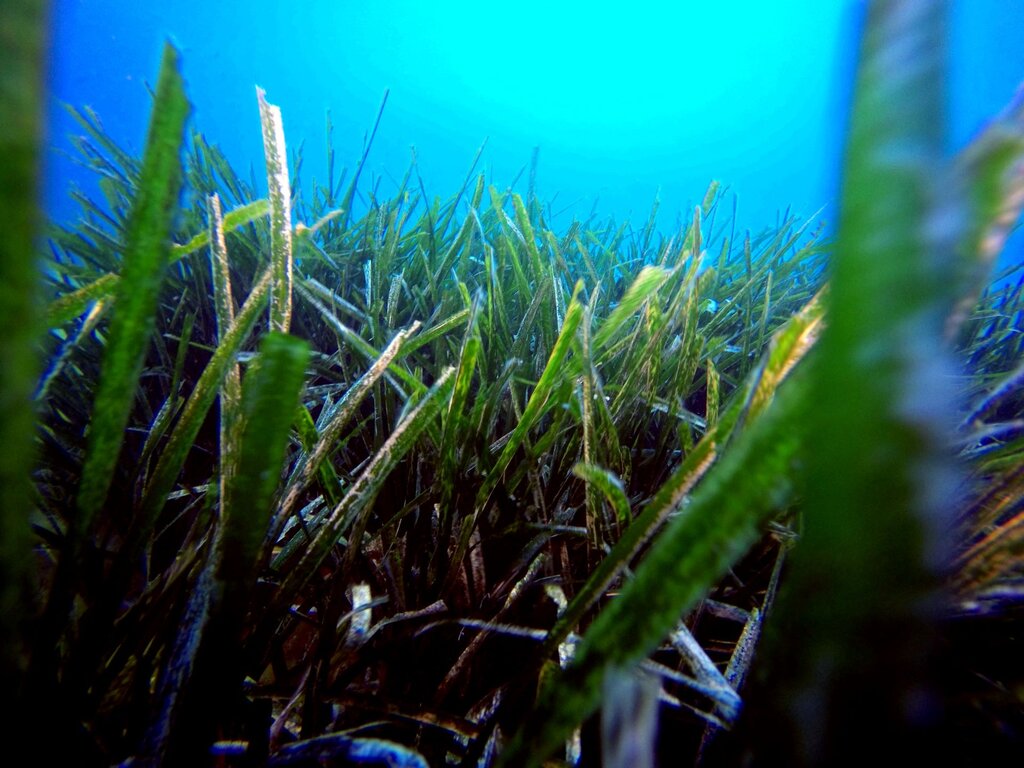 Posidonia Tra Le Foglie