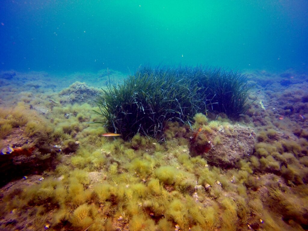 Posidonia Macchia