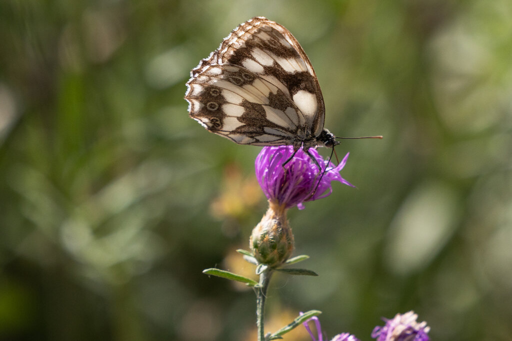 Butterfly Watching UMDC GESCO SENTIERO FARFALLE 26