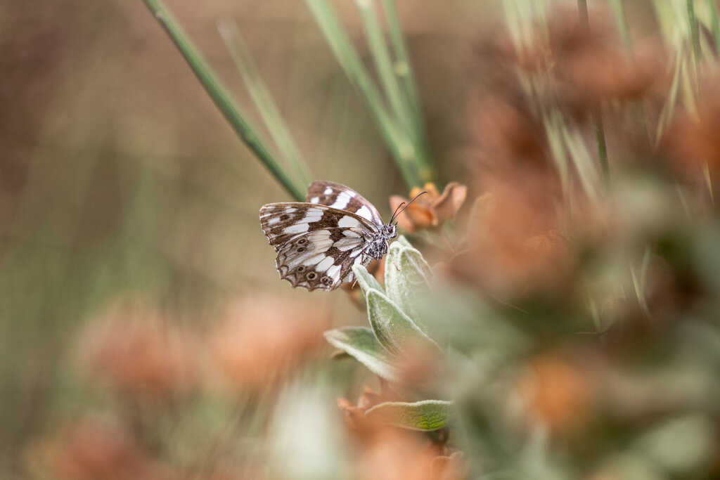 Butterfly Watching UMDC GESCO SENTIERO FARFALLE 58