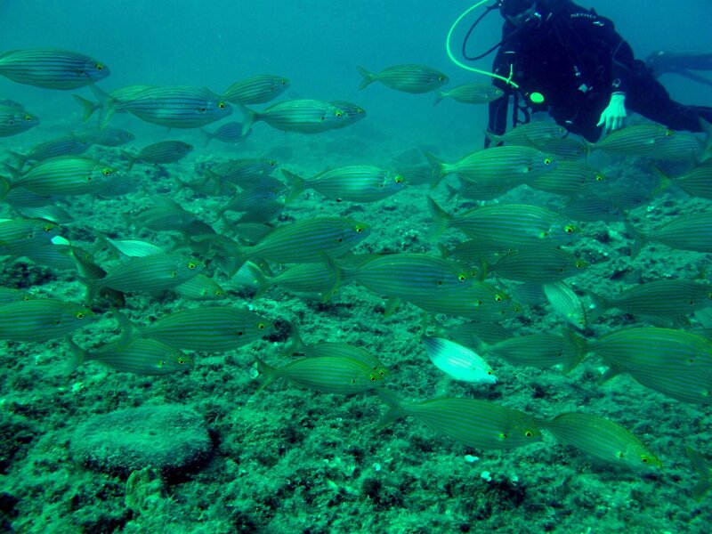 Diving VI Continente Alassio