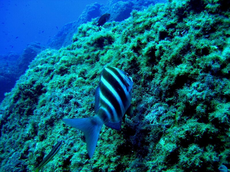 Bio snorkeling 1