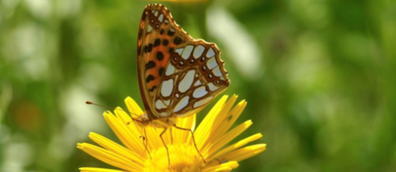 fotofarfalle1