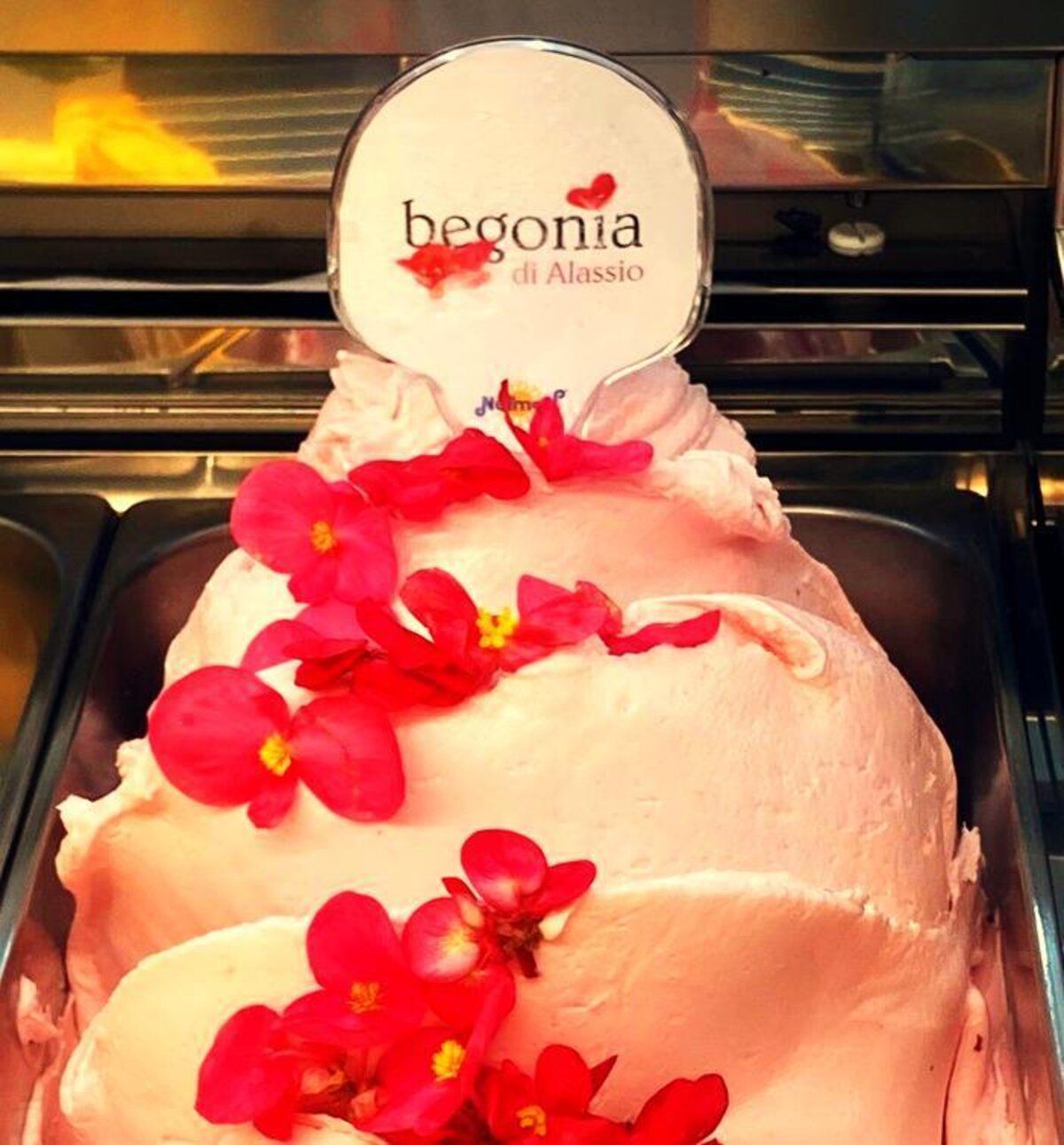 BEGONIA DI ALASSIO1