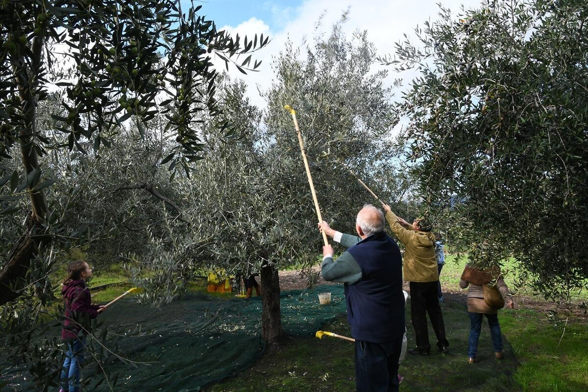 raccolta olive