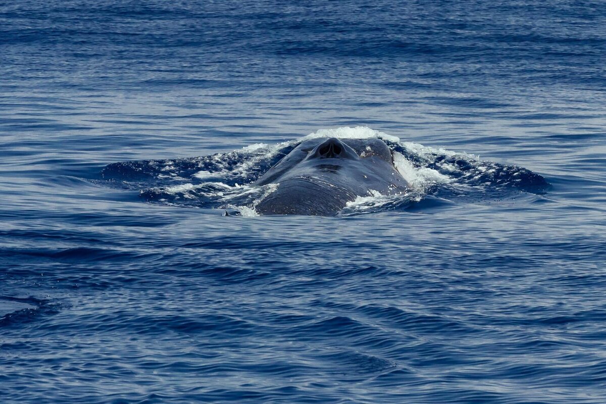 Balena respiro