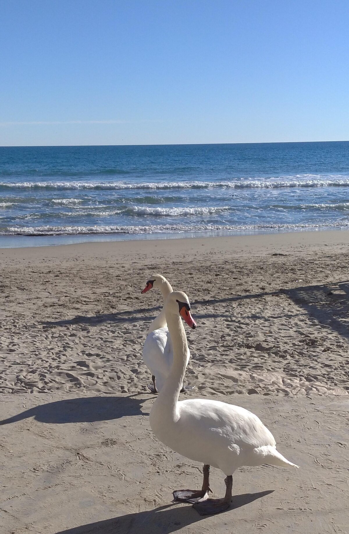 cigni sulla spiaggis