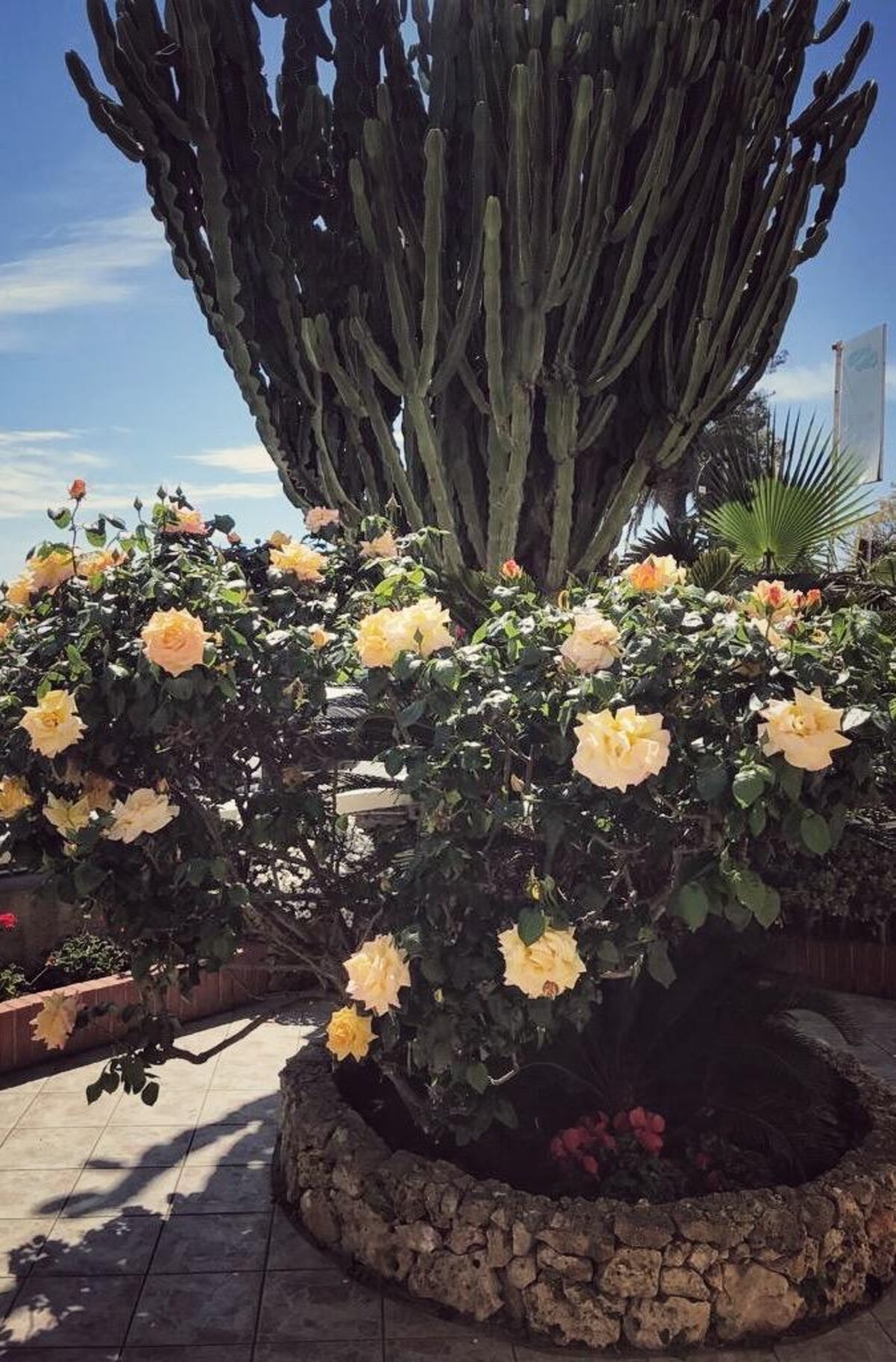 Giardino