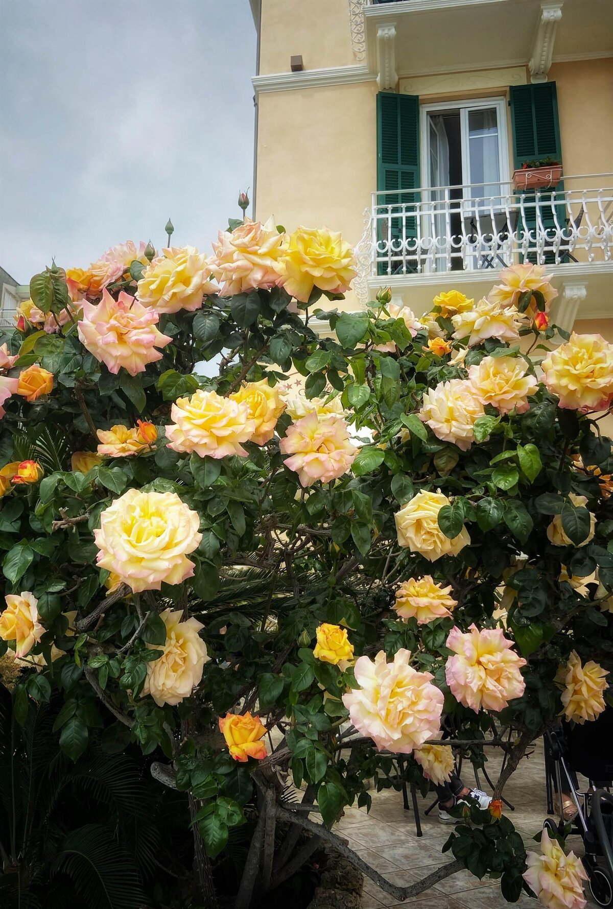 Giardino